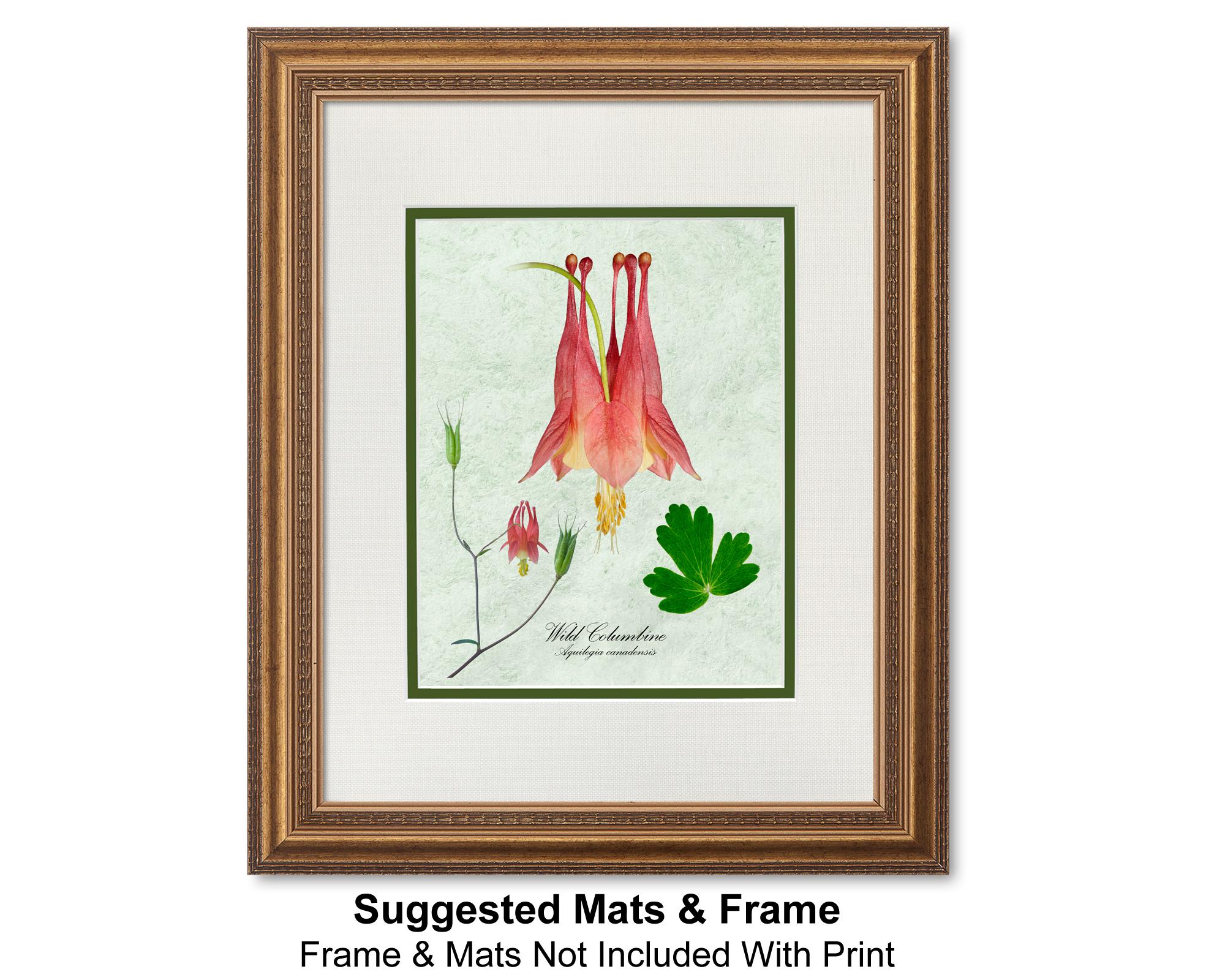 Wild Columbine Botanical Print, Red Flower Photo on Parchment - Etsy