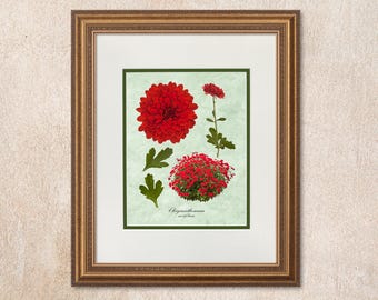 Red Chrysanthemum (morifolium) Wall Art in the classic botanical tradition.