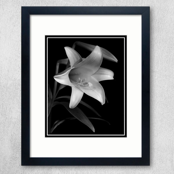 Lily and 2 Buds B&W. A dramatic studio shot of a single Easter lily blossom with two unopened flower buds and leaves on a black background.