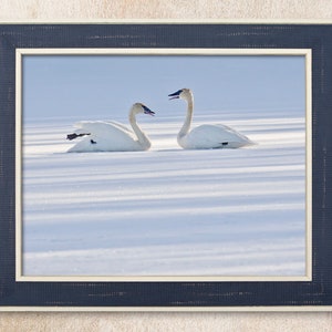 Winter Trumpeter Swan pair on frozen lake framed by early morning shadows.