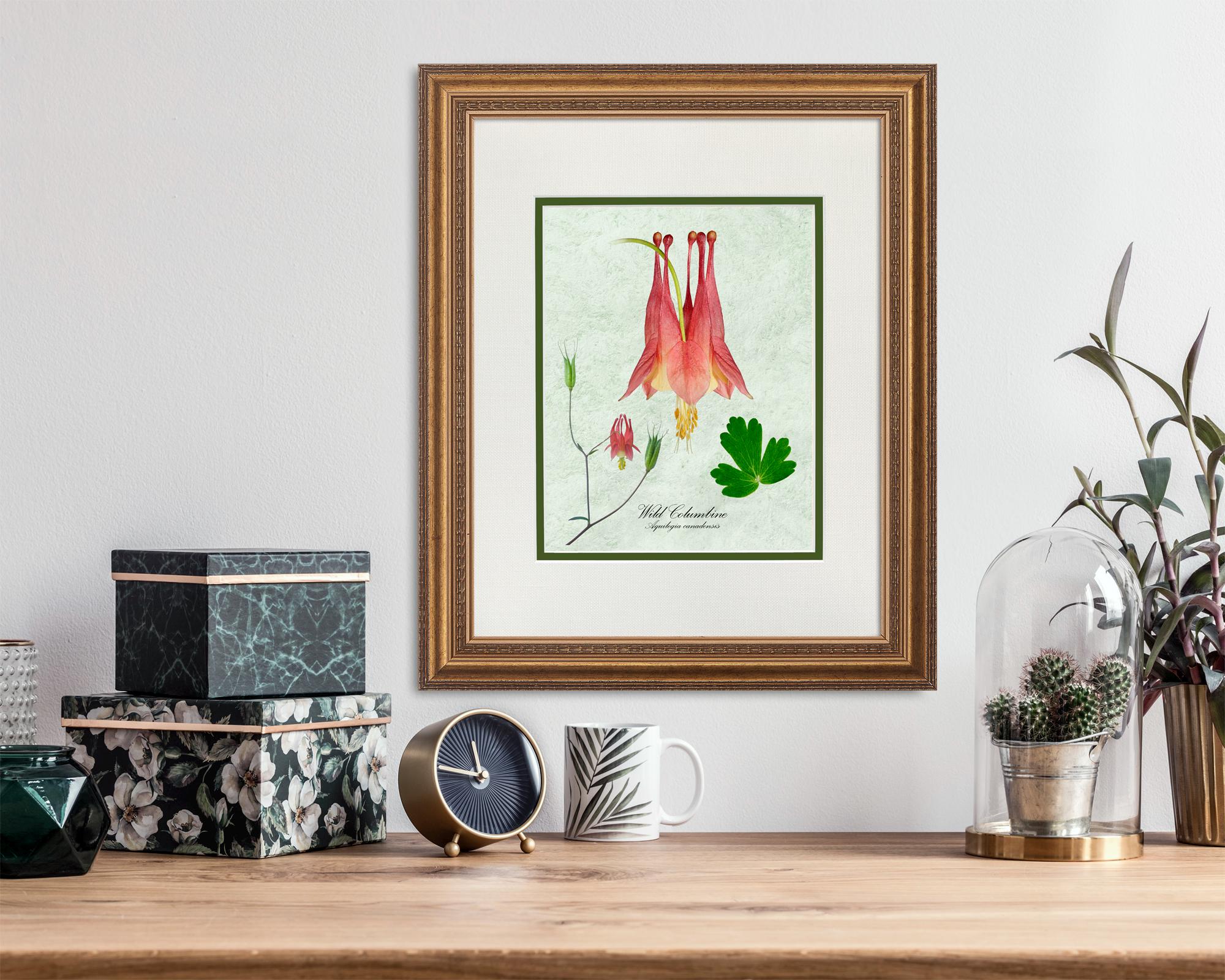 Wild Columbine (aquilegia Canadensis) Classic “photo Botanical” on