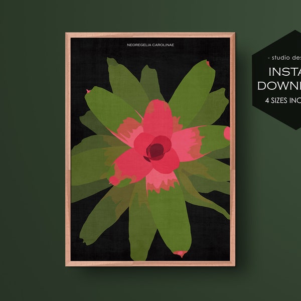 Bromeliad art print • Dark tropical botanical poster • Black pink and green art • Neoregelia carolinae • Blushing bromelia • Cartwheel plant