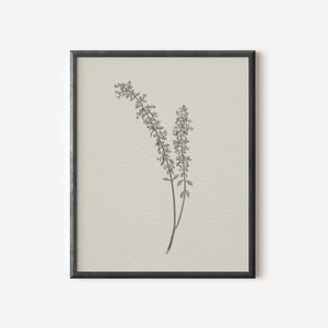 May include: A black and white botanical illustration of a delicate flower with a long stem and small leaves.