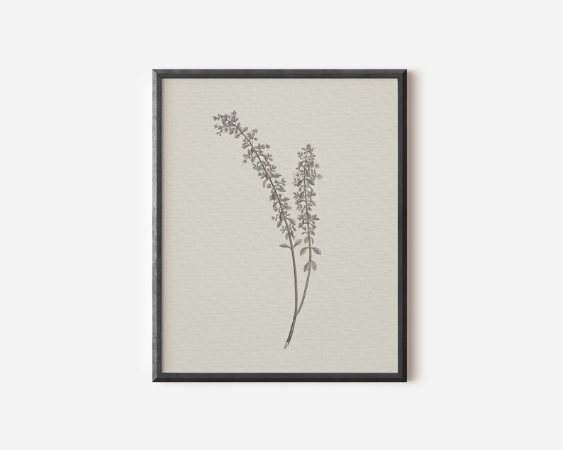 May include: A black and white botanical illustration of a delicate flower with a long stem and small leaves.