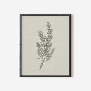 May include: A black framed print of a botanical illustration of a sprig of delicate foliage on a cream background.