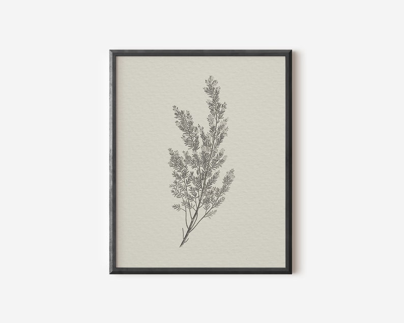 May include: A black framed print of a botanical illustration of a sprig of delicate foliage on a cream background.