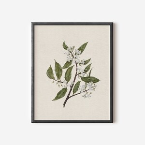 May include: A framed botanical illustration of a white flowering branch with green leaves on a cream background.