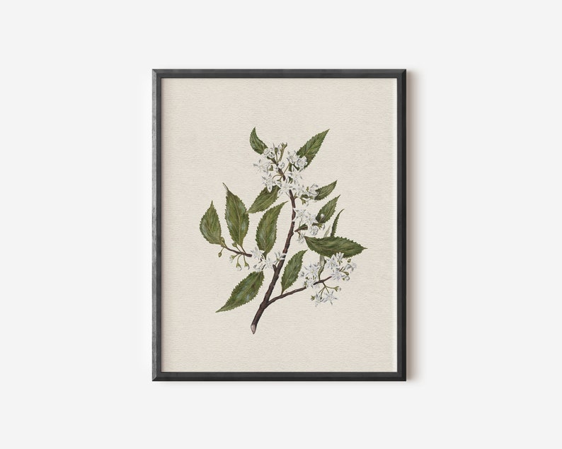 May include: A framed botanical illustration of a white flowering branch with green leaves on a cream background.