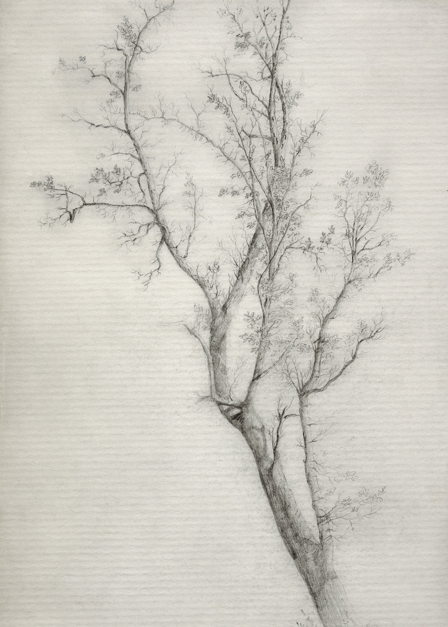 Neutral Tree Sketch / Rustic Tree Branch Drawing Print / - Etsy