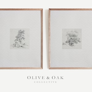 May include: Two framed black and white pencil drawings of trees. The drawings are set against a white background. The frames are a light wood color. The text "OLIVE & OAK COLLECTIVE" is printed below the frames.