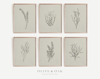 Neutral Botanical Print Set / Set of 6 Vintage Prints / PRINTABLE Wall Art / #G42
