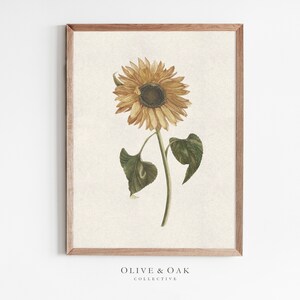 Pu&ograve; includere: Un'illustrazione vintage di un girasole con petali gialli e un centro marrone scuro. Il girasole &egrave; raffigurato con foglie verdi e uno stelo su uno sfondo beige chiaro.