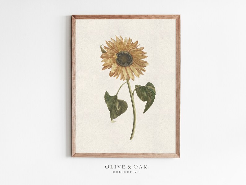 Pu&ograve; includere: Un'illustrazione vintage di un girasole con petali gialli e un centro marrone scuro. Il girasole &egrave; raffigurato con foglie verdi e uno stelo su uno sfondo beige chiaro.