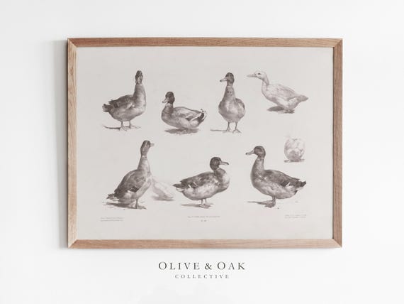 Vintage Nursery Wall Art / Duckling Drawing / Kids Room Wall Art / Vintage Nursery Decor / Duck Drawing Artwork / Cute Kids Room Art / #659