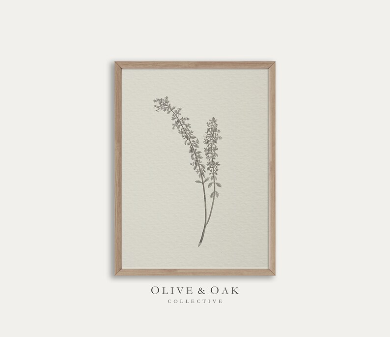 Może przedstawiać: Czarno-biała ilustracja botaniczna gałązki kwiat&oacute;w na jasnobeżowym tle. Druk jest oprawiony w jasną drewnianą ramę. Tekst "OLIVE & OAK COLLECTIVE" jest wydrukowany pod ramą.