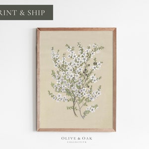 Botancial Wall Art / Vintage Flower Drawing / FRAMED Wall Art / Neutral Decor Art Print / Floral Wall Art / #518-M