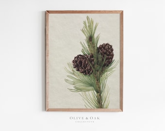 May include: A framed botanical print featuring a detailed illustration of a pine branch with two brown pine cones and green needles. The artwork has a vintage aesthetic, with the text "OLIVE & OAK COLLECTIVE" at the bottom.