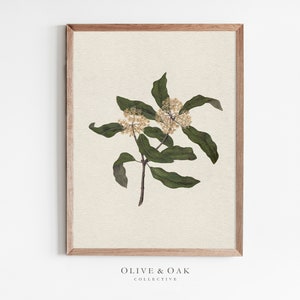 Botanical Wall Art SET of Four / Set of 4 Vintage Prints / Farmhouse ...