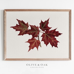 Pu&ograve; includere: Una stampa incorniciata di un ramo di foglie di acero rosso su sfondo bianco. La stampa &egrave; incorniciata in una cornice di legno chiaro. Il testo "OLIVE & OAK COLLECTIVE" &egrave; stampato sotto l'immagine.
