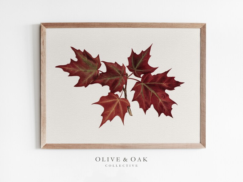 Pu&ograve; includere: Una stampa incorniciata di un ramo di foglie di acero rosso su sfondo bianco. La stampa &egrave; incorniciata in una cornice di legno chiaro. Il testo "OLIVE & OAK COLLECTIVE" &egrave; stampato sotto l'immagine.