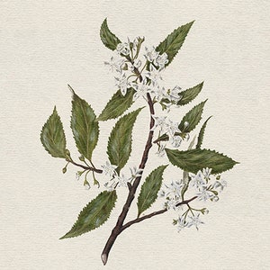 May include: A botanical illustration of a branch with white flowers and green leaves. The flowers are delicate and have five petals. The leaves are oval-shaped and have a smooth texture.