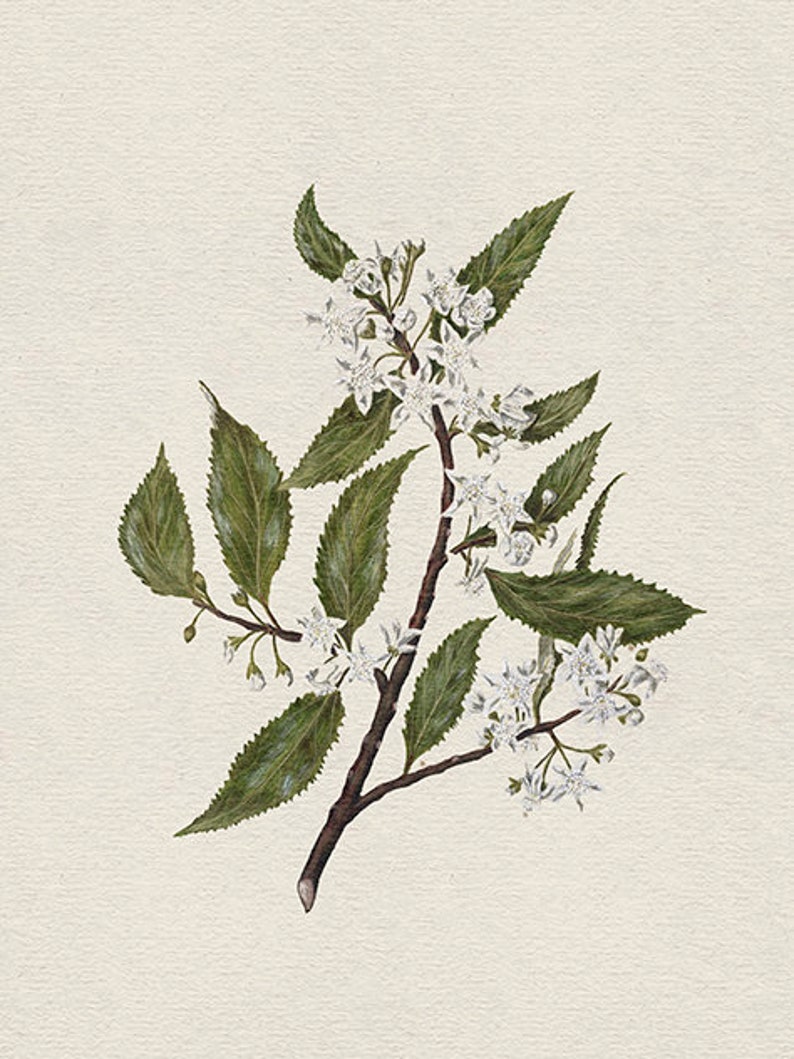May include: A botanical illustration of a branch with white flowers and green leaves. The flowers are delicate and have five petals. The leaves are oval-shaped and have a smooth texture.