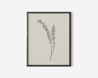 Vintage Botanical Drawing Neutral Sketch Simple Artwork Etsy Osterreich
