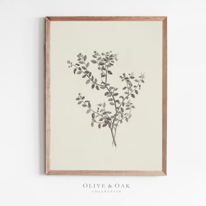 Peut inclure: Une illustration botanique en noir et blanc d'une plante feuillue avec de petites fleurs. L'image est encadrée dans un cadre en bois brun clair et a un fond crème.