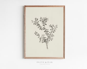 Vintage Botanical Drawing / Neutral Sketch Art PRINTABLE / #152