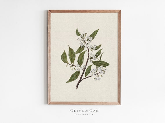 Vintage Branch Drawing / Botanical Art Print / White Flower Wall Art / Downloadable Prints / PRINTABLE Wall Art / #558