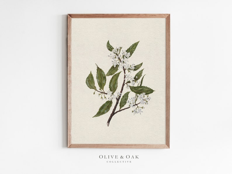 May include: A framed botanical illustration of a white flowering branch with green leaves on a cream background. The frame is a light brown wood. The text "OLIVE & OAK COLLECTIVE" is printed below the image.