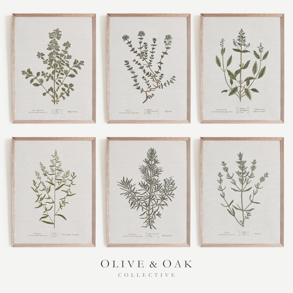Herb Art Prints / Sage Green Wall Art / Plant Art Print / Kitchen Wall Art / Botanical Art Print SET / Kitchen Wall Art GALLERY / G90