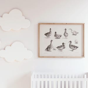 Op de afbeelding: Een zwart-witte illustratie van eenden op een witte achtergrond. De illustratie is ingelijst in een licht houten lijst. De lijst hangt aan een witte muur met witte wolken.
