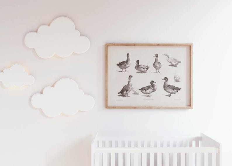 Op de afbeelding: Een zwart-witte illustratie van eenden op een witte achtergrond. De illustratie is ingelijst in een licht houten lijst. De lijst hangt aan een witte muur met witte wolken.