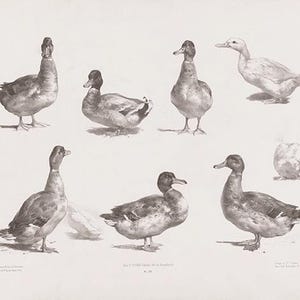 Op de afbeelding: Een zwart-witte tekening van acht eenden in verschillende poses. De eenden zijn realistisch getekend, met gedetailleerde veren en snavels. De tekening is op een witte achtergrond.