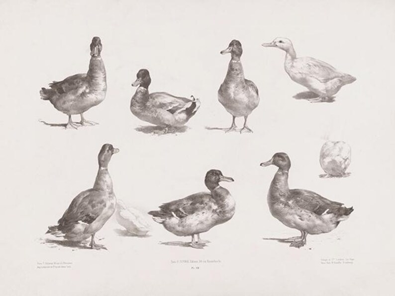 Op de afbeelding: Een zwart-witte tekening van acht eenden in verschillende poses. De eenden zijn realistisch getekend, met gedetailleerde veren en snavels. De tekening is op een witte achtergrond.
