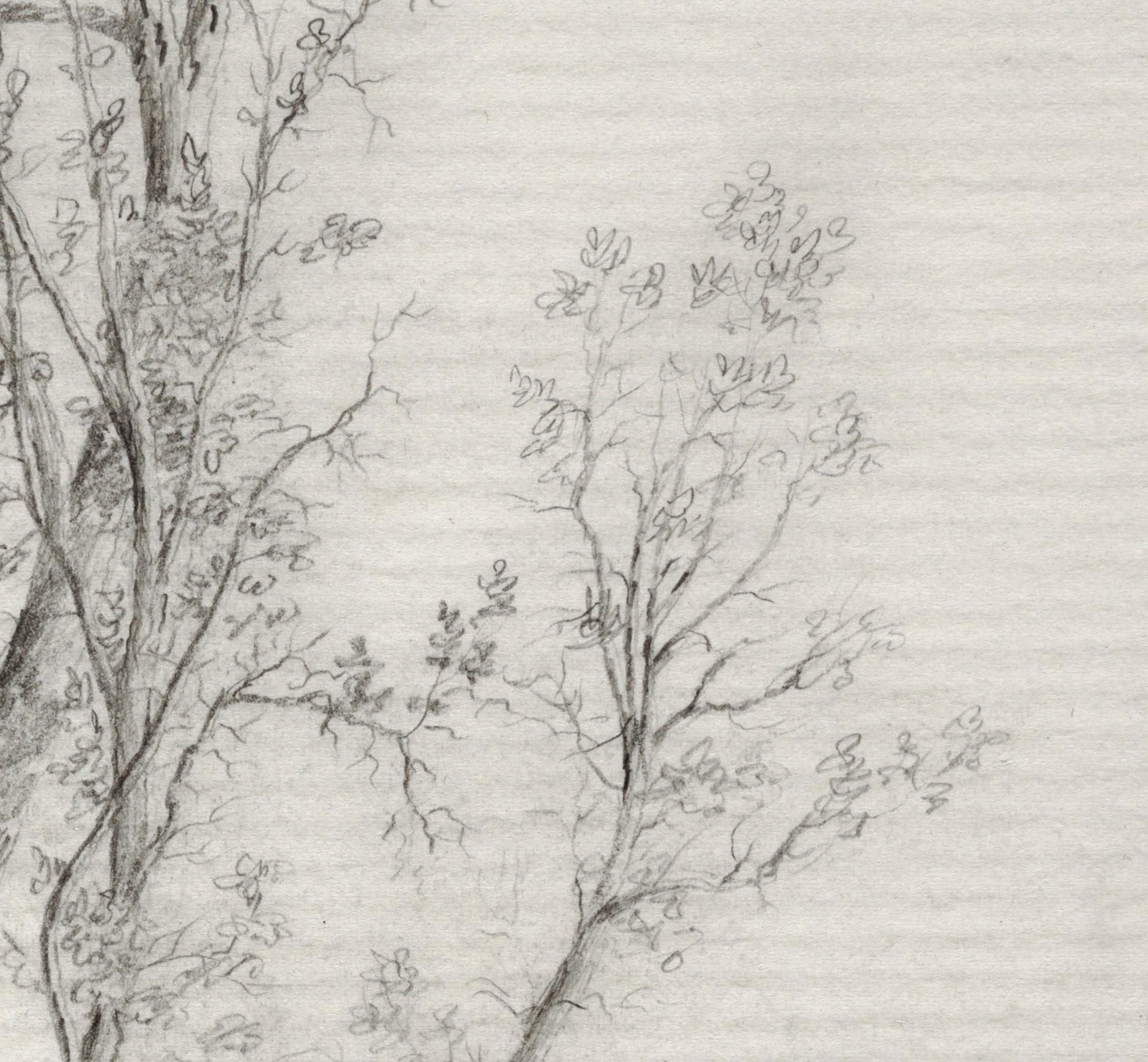 Neutral Tree Sketch / Rustic Tree Branch Drawing Print / - Etsy