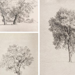 以下が含まれることがあります： テクスチャのある紙の背景に、鉛筆で描かれた木の絵が3つあります。木は、さまざまなグレーの濃淡で詳細に描かれています。