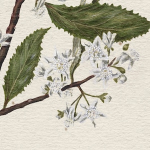 May include: A close-up of a branch with white flowers and green leaves. The flowers have a delicate, star-shaped appearance and are clustered together on the branch. The leaves are a deep green and have a slightly serrated edge.