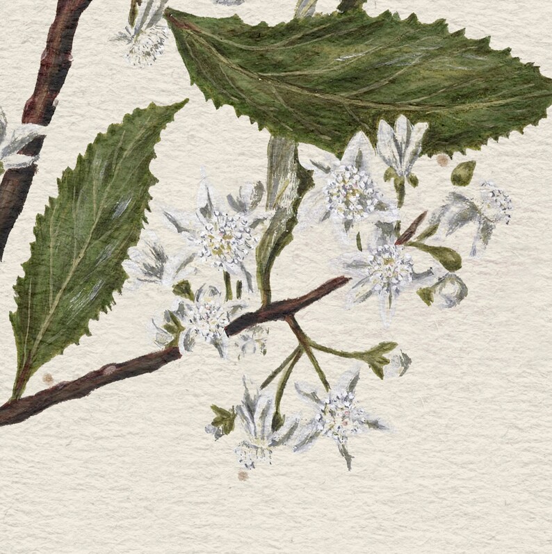 May include: A close-up of a branch with white flowers and green leaves. The flowers have a delicate, star-shaped appearance and are clustered together on the branch. The leaves are a deep green and have a slightly serrated edge.