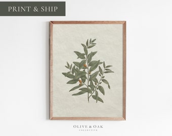 May include: A framed botanical print featuring a detailed illustration of a leafy plant with small, orange-toned berries. The artwork is set against a light beige background and framed in a natural wood. The text "PRINT & SHIP" is at the top.