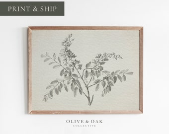 May include: A black and white botanical illustration of a flowering branch with leaves. The image is printed on a light beige background and framed in a light wood frame. The text "Olive & Oak Collective" is printed below the image.
