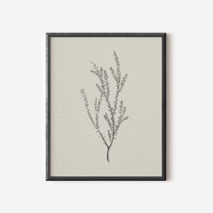 May include: A black and white line drawing of a sprig of heather in a black frame on a cream background.