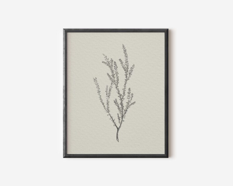 May include: A black and white line drawing of a sprig of heather in a black frame on a cream background.