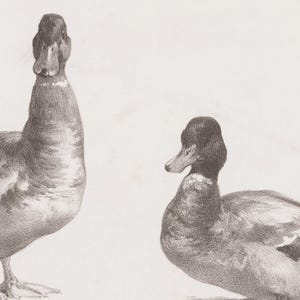 Op de afbeelding: Een zwart-witte potloodtekening van twee eenden. De eend links staat met zijn kop omhoog, terwijl de eend rechts ligt met zijn kop naar de zijkant gedraaid. Beide eenden hebben gedetailleerde veren en realistische kenmerken.