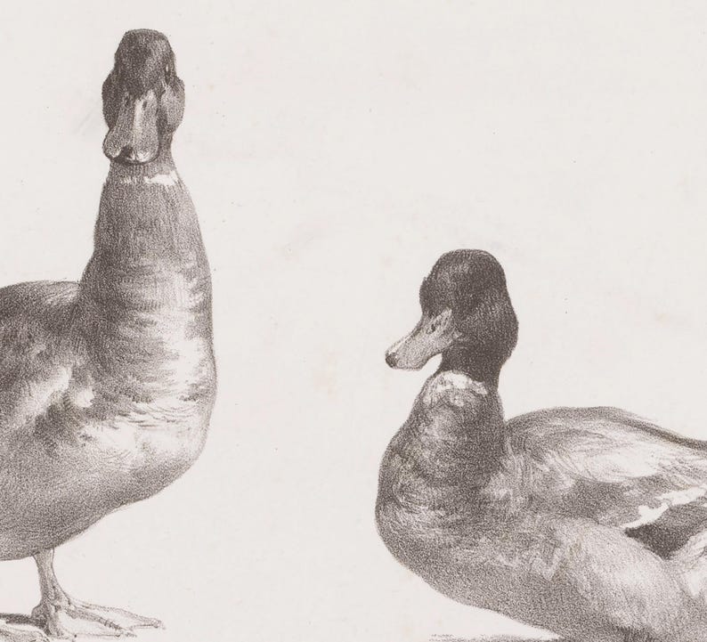 Op de afbeelding: Een zwart-witte potloodtekening van twee eenden. De eend links staat met zijn kop omhoog, terwijl de eend rechts ligt met zijn kop naar de zijkant gedraaid. Beide eenden hebben gedetailleerde veren en realistische kenmerken.