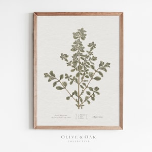 Kräuter Illustration / Kräuter Illustration / Wand Kunst für Küche / Pflanzliche Kunst / Botanische Kunst / Neutrale Kunst / #648