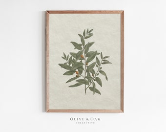 Desenho botânico vintage/Esboço de ramo de oliveira IMPRIMÍVEL/Impressão de arte de cozinha/#233