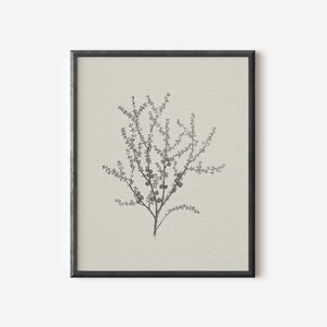 May include: A black and white line drawing of a flowering branch with small berries, framed in a black frame against a cream background.