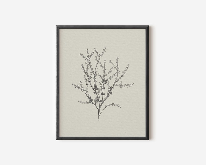 May include: A black and white line drawing of a flowering branch with small berries, framed in a black frame against a cream background.